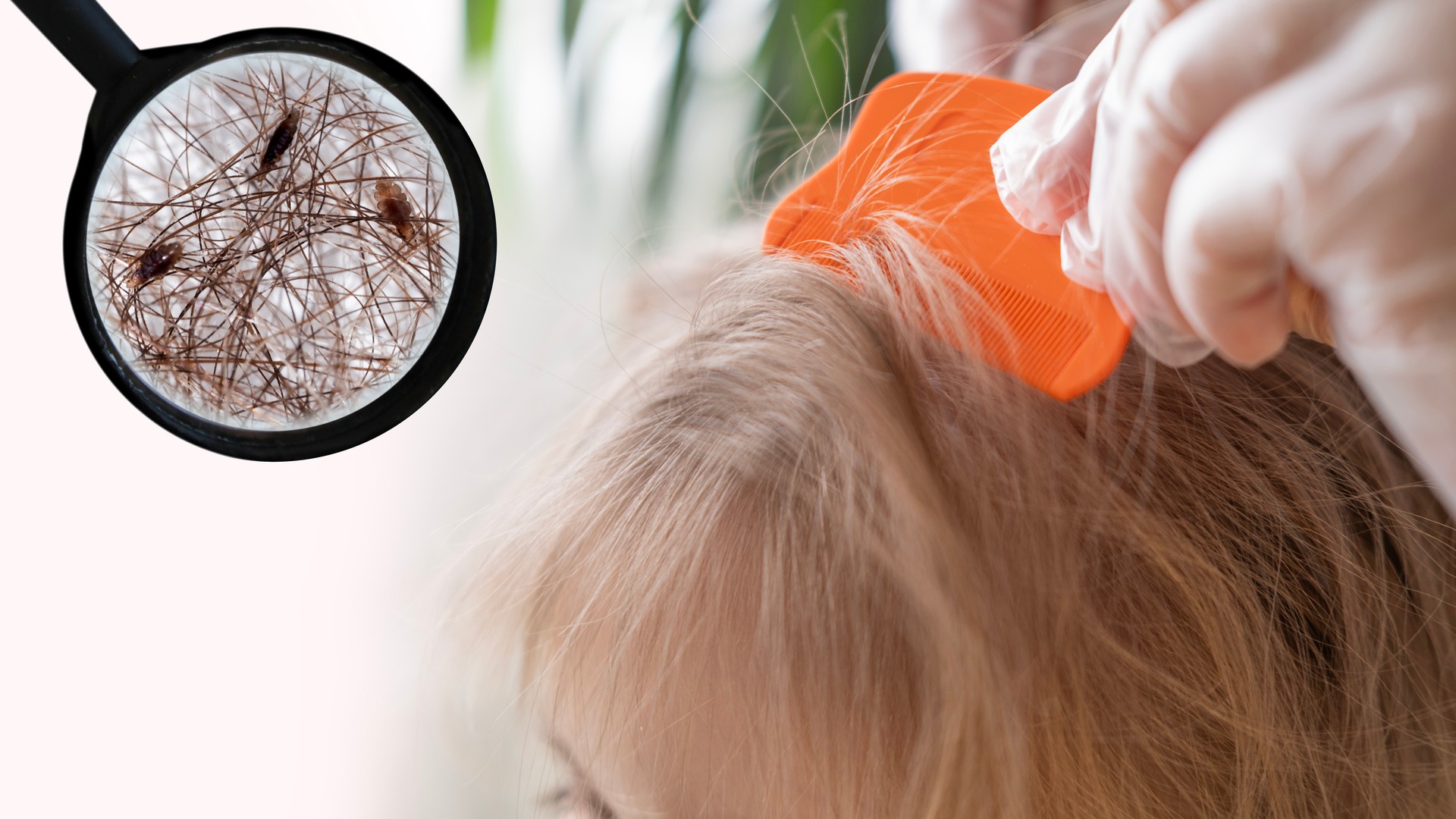 Are Lice Harder To Find In Curly Hair?