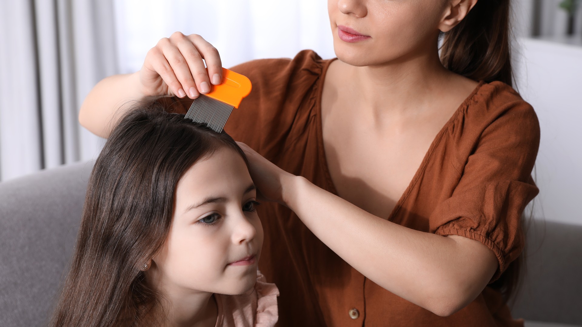 Upgraded: What Does It Mean If You Find Nits but No Live Lice?